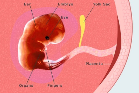 pregnancy weeks pregnant embryo fetus development