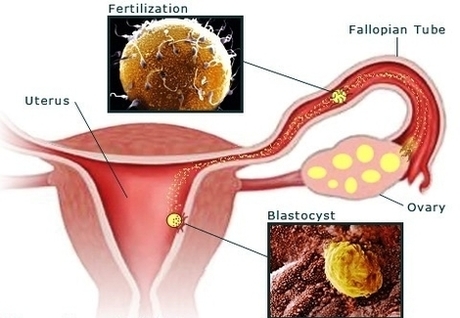 pregnancy weeks pregnant female reproduction fertilization