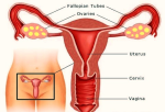 pregnancy weeks pregnant female reproductive organs