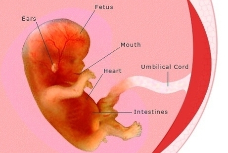 pregnancy weeks pregnant fetus development diagram