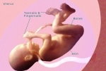 pregnancy weeks pregnant fetus development photos