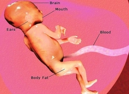 pregnancy weeks pregnant fetus development pic
