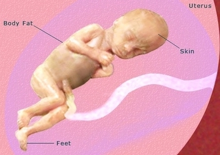 pregnancy weeks pregnant fetus development