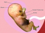 pregnancy weeks pregnant fetus development1