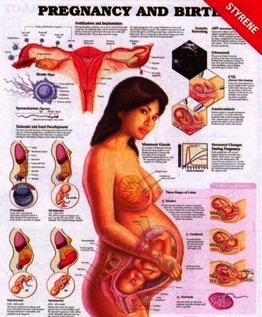 pregnant belly stages
