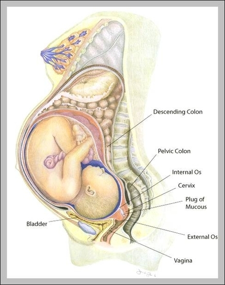 pregnant female anatomy