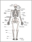 printable human skeleton