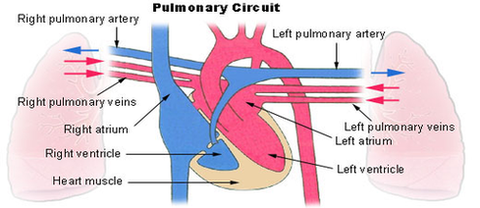 pulmonary circuit diagram