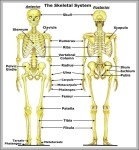 radiologic technology