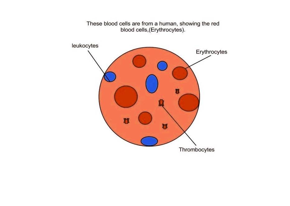 Red Blood Cells Anatomy System Human Body Anatomy Diagram And Chart 