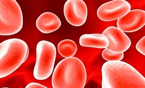 red blood cells1