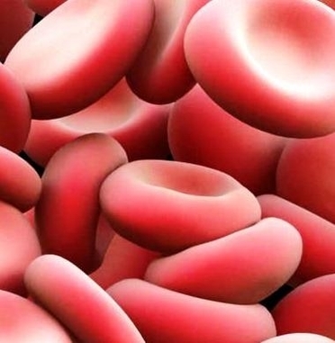 red blood cells2