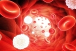 red white blood cells