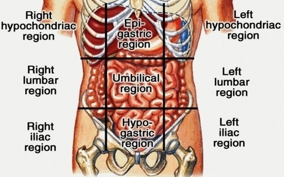 regions of abdominal area liver pain images