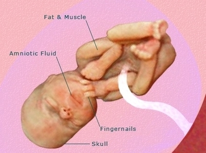 regnancy weeks pregnant fetus development
