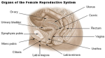 reproductive female diagram