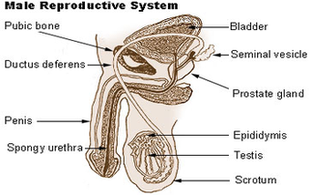 reproductive male diagram
