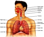 respiratory anatomy