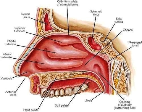 respiratory system diagram nasal cavity
