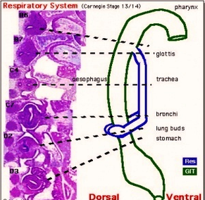 respiratory system tract