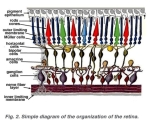 retina layers diagram