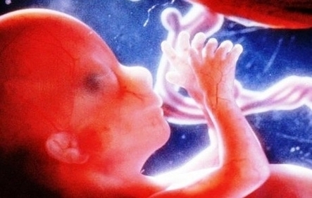 rinc of fetus at weeks image