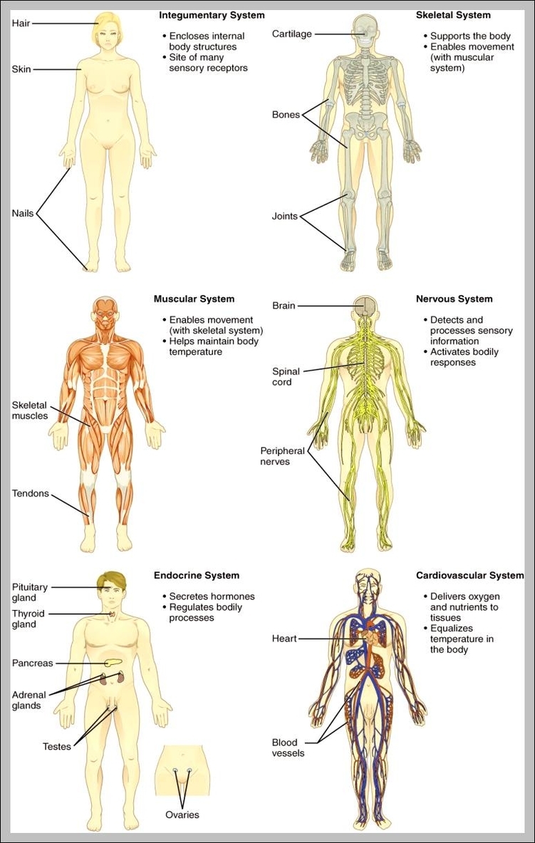 rn-case-manager-job-description-744-1229-anatomy-system-human-body