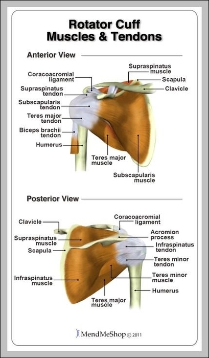 Rotator Cuff Picture Anatomy Anatomy System Human Body Anatomy 