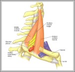 scalenes muscles