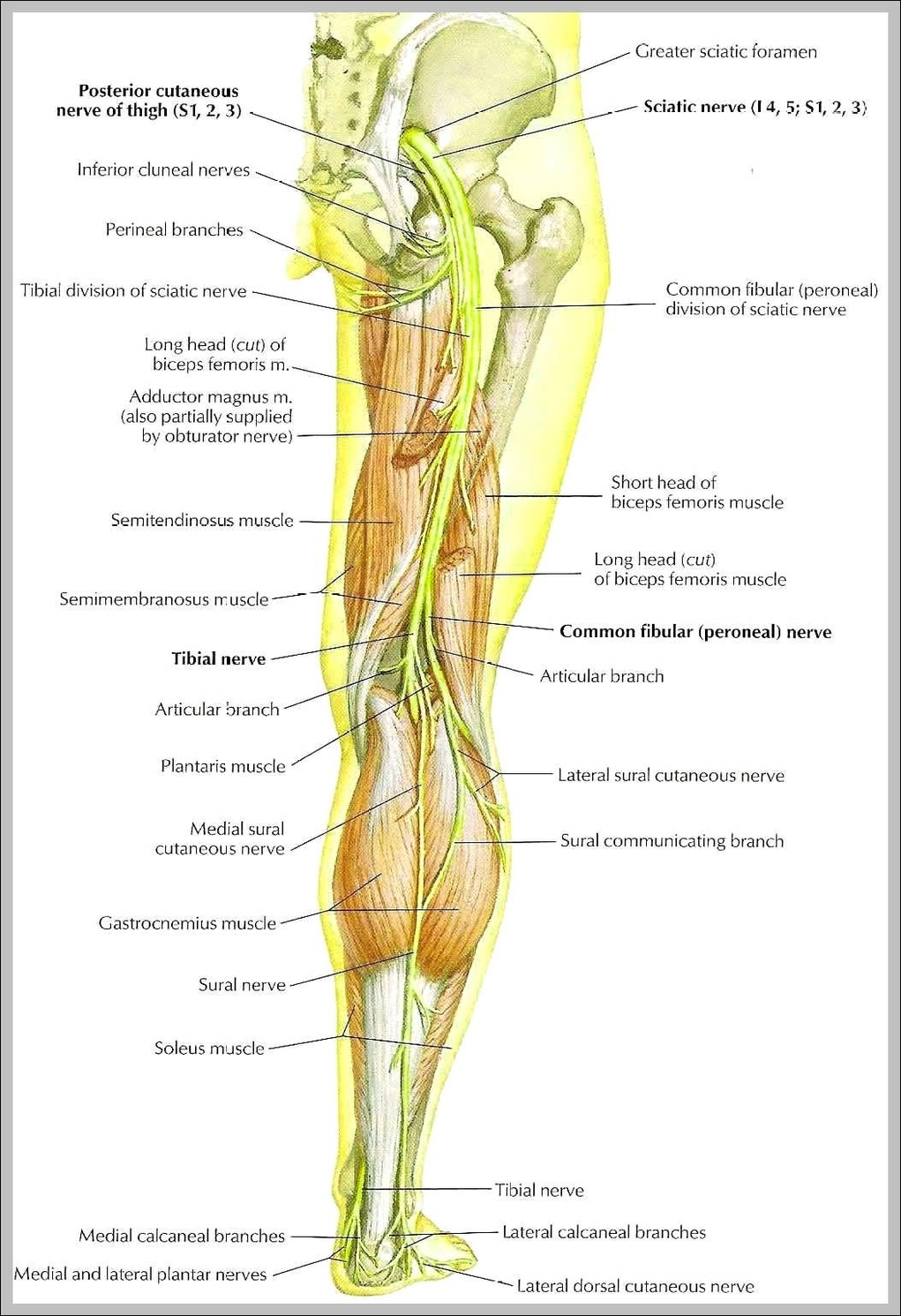 Sciatic Nerve Picture Anatomy System Human Body Anatomy Diagram And 