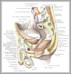 scrotum anatomy