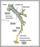 segmental bronchi