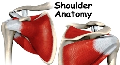 shoulder anatomy intro