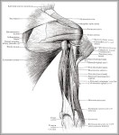 shoulder anatomy muscles diagram