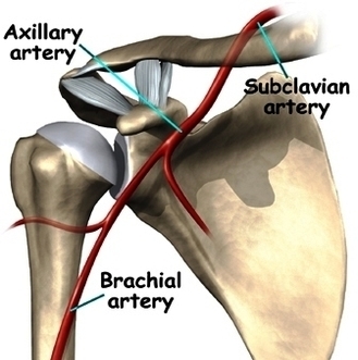 shoulder anatomy vessels