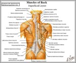 shoulder back muscles