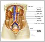 shoulder muscle chart