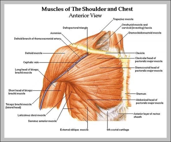 shoulder muscle diagram