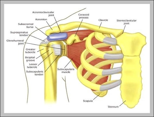 shoulder skeletal anatomy