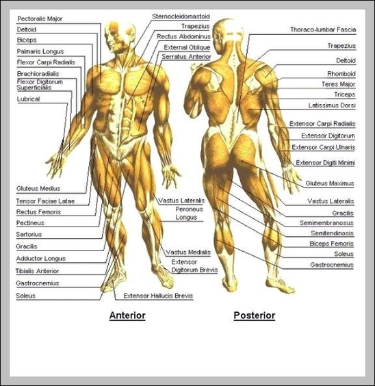 show a diagram of the human body