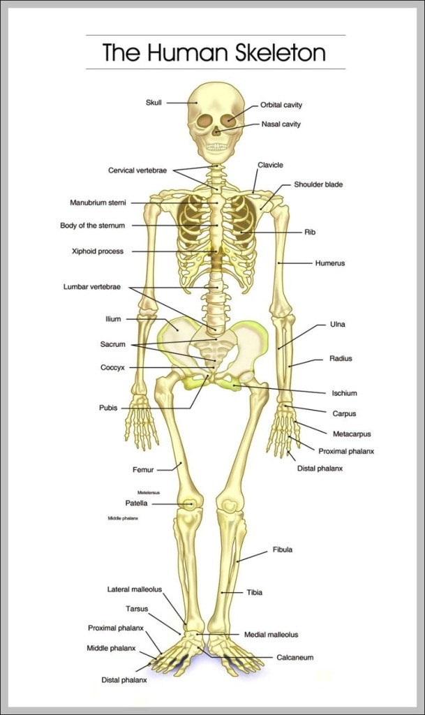 skeletal | Anatomy System - Human Body Anatomy diagram and chart images