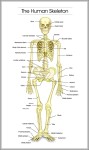 skeletal images 744x1314