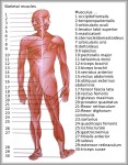 skeletal muscle diagram 744x994