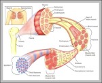 skeletal muscles