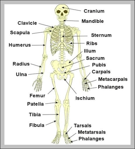 skeletal system facts