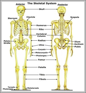 skeletal system images | Anatomy System - Human Body Anatomy diagram ...