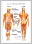 skeletal system labeled