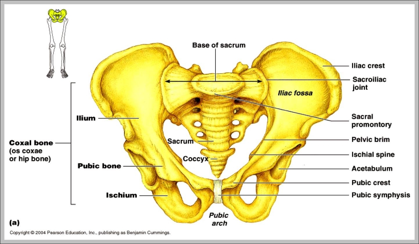 skeletal system pelvis