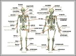 skeleton of human body labeled