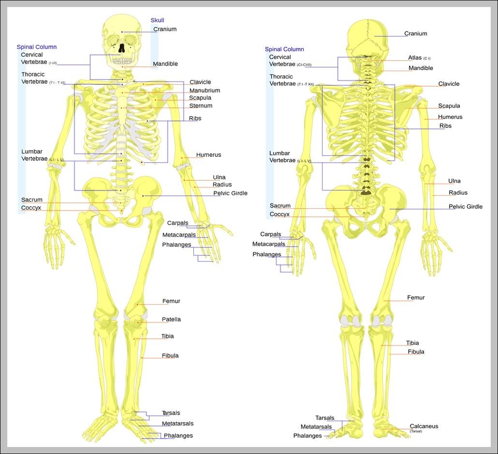 skeleton of the body